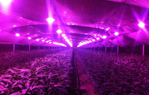 飛利浦攜手荷蘭Dümmen Orange發展LED玫瑰生長燈